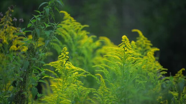 Blooming goldenrod plants in summer meadow