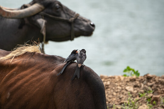 Black drongo perched on a grazing water buffalo's back,