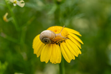 Snail Crawling on a Yellow Daisy Flower. Close Up of a Snail on a Blooming Daisy. Small Snail Resting on a Bright Yellow Daisy. © onderortel