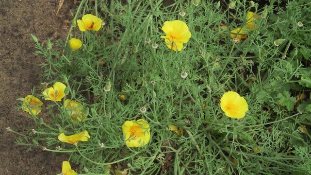 High angle close up of bright yellow alpine cinquefoil (Potentilla crantzii) blossoms with honeybees actively flying around and gathering nectar.