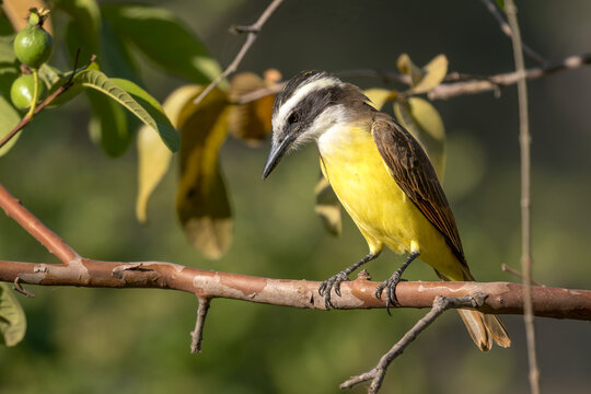 Great Kiskadee - Pitangus sulphuratus, beautiful yellow perching bird native to forests and woodlands of Cental and South America, Pantanal, Brazil.