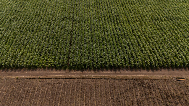 An aerial view of rice paddies with growing rice plants and soil being tilled in preparation for planting.