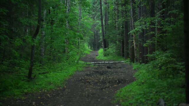 Forest path through dense green trees