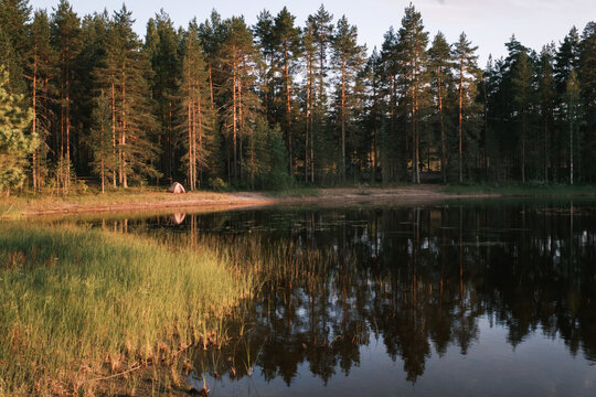 View of a small tent pitched on the grassy shore of a calm lake surrounded by a dense pine forest in Finland.