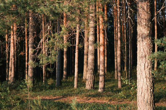 View of tall pine trees in a dense forest with dappled sunlight illuminating the trunks and forest floor in Finland.