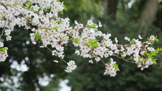Fiori di ciliegio in Giappone, Sakura