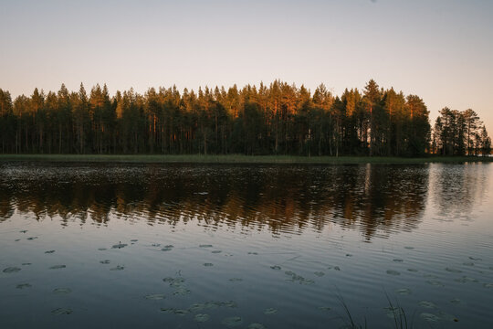 View of a calm lake with lily pads and a dense pine forest reflecting in the water during golden hour in Finland.