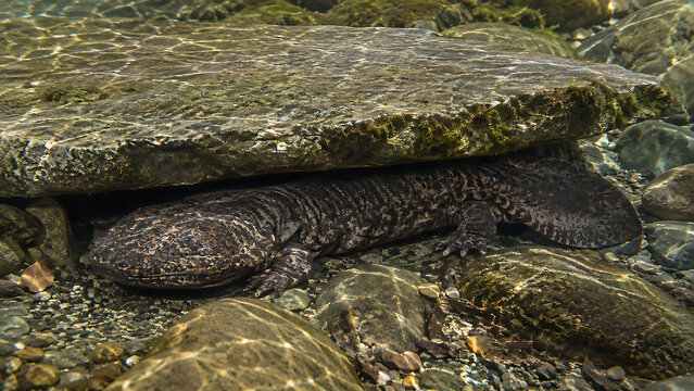 Hellbender (Cryptobranchus alleganiensis) in a Clear North American Mountain Stream