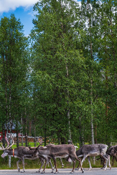 View of a group of reindeer walking along an asphalt road bordered by a lush green forest of birch trees in Finland.