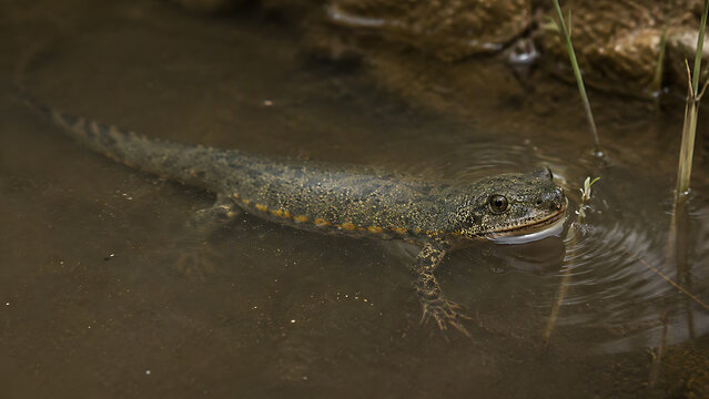 Iberian Ribbed Newt (Pleurodeles waltl) in Its Natural Iberian Freshwater Habitat