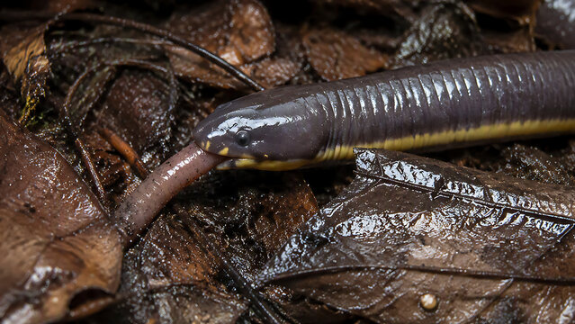 Beddome's Caecilian (Uraeotyphlus oxyurus) in Its Natural Indian Forest Soil Habitat