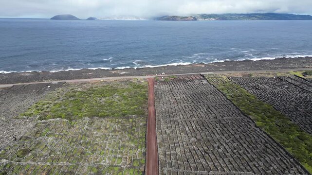 Drone View of Pico Island Vineyard Culture in Cria&ccedil;&atilde;o Velha, Azores, Portugal, UNESCO World Heritage