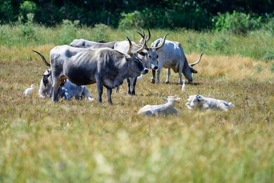 Rinder  in der  Maremma, Italien 