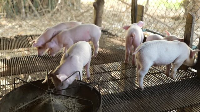 Many piglets are eating prepared food in the pig farm. Little piglets are eating food.	
