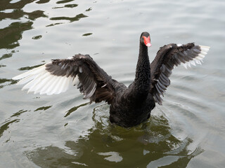 black swan on the lake © TangNing