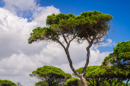 Pinie, Maremma, K&uuml;ste, 