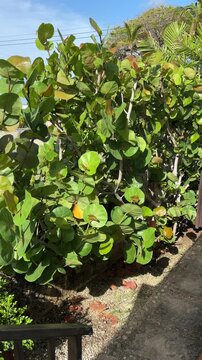 Green monkey in sea grape tree, tropical garden, Barbados