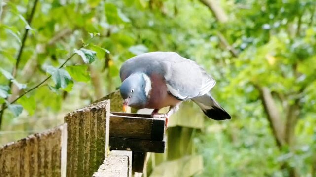 A single woodpigeon (Columba palumbus) eats greedily from a wooden feeding tray fixed to the top of a wooden fence in a woodland nature reserve. It is surrounded by trees