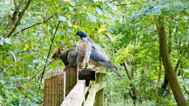 A woodpigeon (Columba palumbus) and a grey squirrel (Sciurus carolinensis) are in competition for the same feeding tray on top of a wooden fence in a woodland nature reserve. 