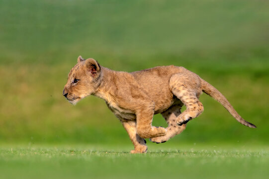 View of a young lion cub running across a green field in Jahanian, Punjab, Pakistan.