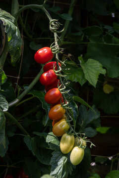 Tomaten reif und unreif auf Rispen 