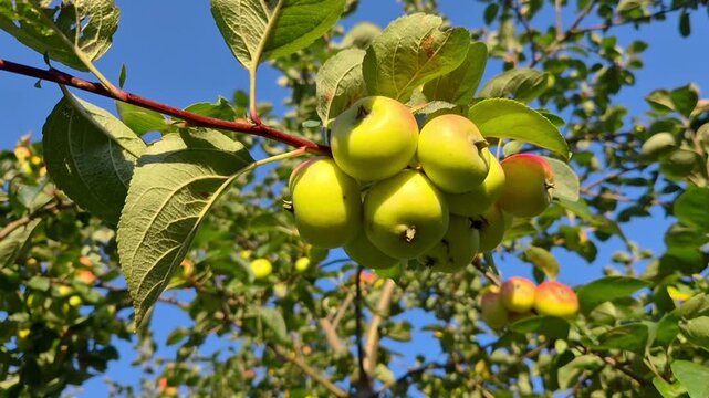 Close-up of ripe red and yellow crab apples growing in clusters on an apple tree branch, surrounded by green leaves and illuminated by warm natural sunlight against a soft blue sky and b