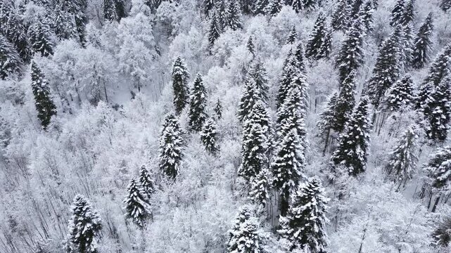 Drone Footage of Snow Covered Forest During Winter, Aerial View of Peaceful Natural Landscape