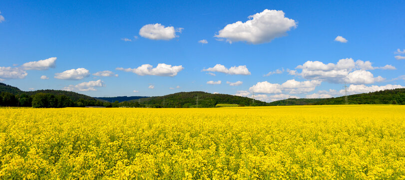 Weites bl&uuml;hendes Rapsfeld unter blauem Wolkenhimmel im Gr&uuml;ndautal nahe Hain-Gr&uuml;ndau