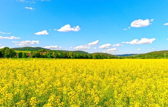 Weites bl&uuml;hendes Rapsfeld unter blauem Wolkenhimmel im Gr&uuml;ndautal nahe Hain-Gr&uuml;ndau