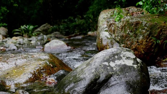 Arroyo que fluye sobre rocas entre la vegetaci&oacute;n en la selva tropical