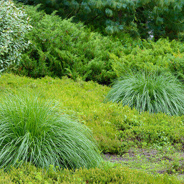 Scenic Park Area Featuring Ornamental Bushes