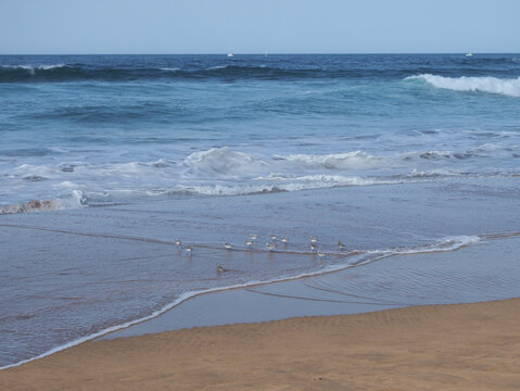 pajaros en el mar