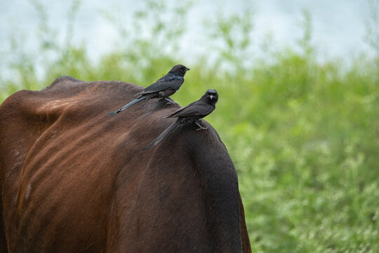 Black drongo perched on a grazing water buffalo's back