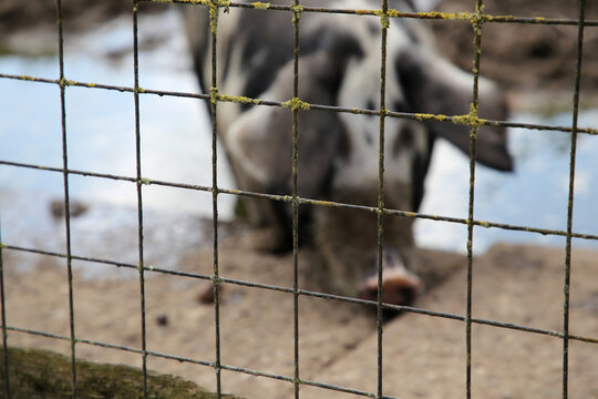 Freilaufendes Schwein hinter einem Zaun in l&auml;ndlicher Umgebung.