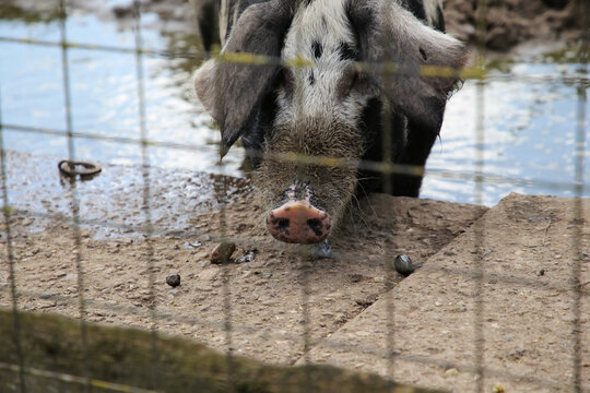 Freilaufendes Schwein hinter einem Zaun in l&auml;ndlicher Umgebung.