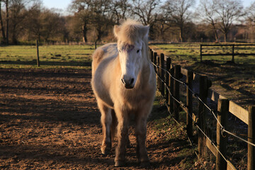 Islandpferd auf einem Paddock in Norddeutschland im Herbst. © klaus