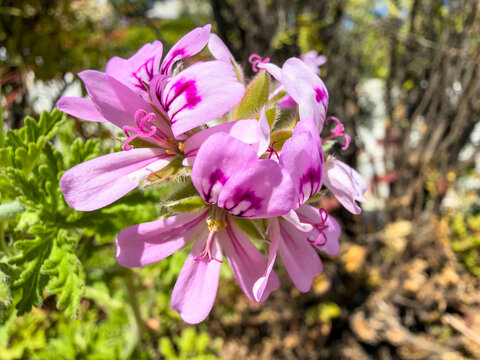 Pink rose geranium flowers blooming in bright spring sunlight among aromatic foliage