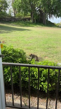 Green Monkey on Garden Wall, Barbados Caribbean Wildlife