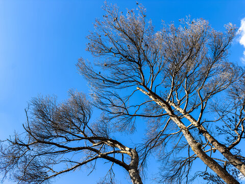 Birds perch on fire-scorched branches under blue sky in Penteli, Greece after wildfire