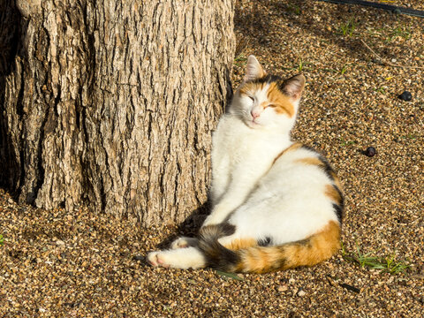 Relaxed calico cat squinting in winter sunshine beside furrowed tree trunk in Athens, Greece