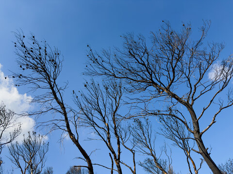 Fire scorched woodland trees stand beneath a clear winter sky in Penteli, Greece