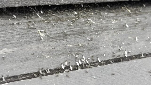 Close view of flying termites and crawling insects gathering along a wooden deck gap, showing infestation activity and pest inspection concept