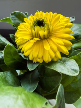 Vivid yellow calendula blossom with layered petals and broad green leaves