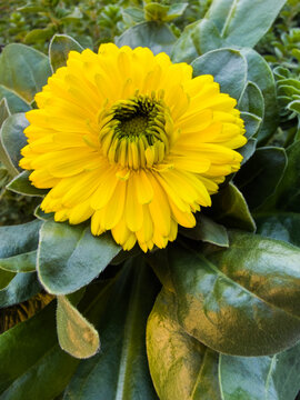 Vibrant yellow calendula flower in detailed close-up among dense velvety green leaves