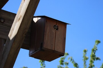 Mésange au printemps © Louisa
