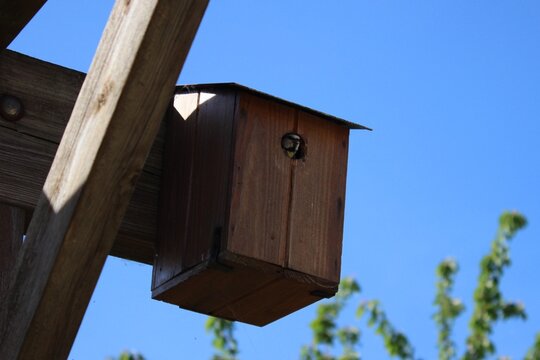 M&eacute;sange au printemps