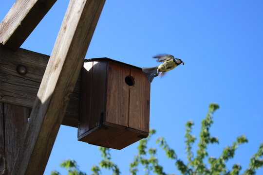 M&eacute;sange au printemps