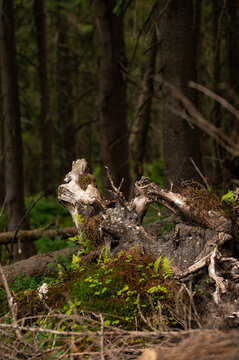 Old Tree Stump and Exposed Roots Covered in Moss and Ferns. Close-up view of a weather-worn tree stump with exposed root structures covered in vibrant green moss and small ferns. 