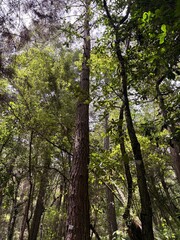 Fototapeta premium trees in the forest