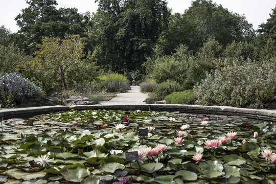 View of the lily pond at the Oxford Botanic Garden with blooming water lilies, lush green foliage, and a gravel path leading into the garden in Oxford, England, United Kingdom.